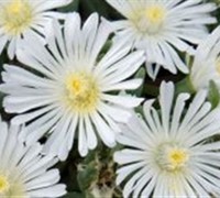 White Wonder Hardy Ice Plant Picture