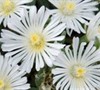 White Wonder Hardy Ice Plant