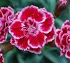 Sugar Plum Dianthus