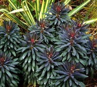 Blackbird Euphorbia Picture