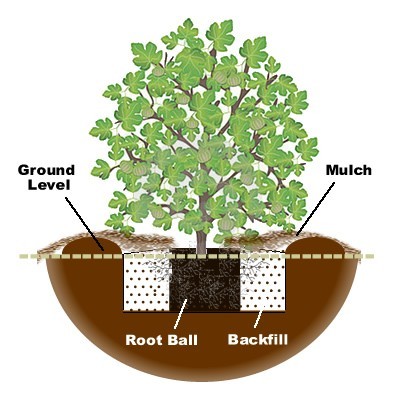 Where should you plant a fig tree?