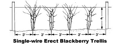 Single-wire Trellis for Erect Blackberries