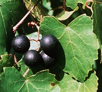 Black Fry Muscadine Picture