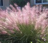 Muhly Grass Picture