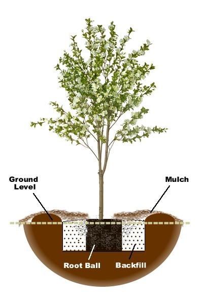 Featured image of post Easiest Way to Make Bartlett Pear Tree Height