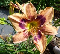 Paper Butterfly Daylily Picture