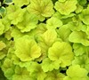 Electric Lime Heuchera