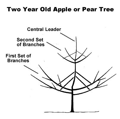 download pruning pear trees