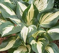 Lakeside Cupcake Hosta Picture