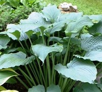 Queen Of The Seas Hosta Picture