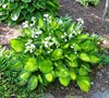 Rainforest Sunrise Hosta
