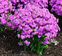 Forever Pink Phlox Picture