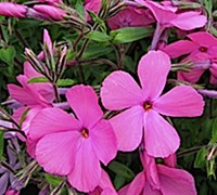 Paparazzi Lindsay Garden Phlox Picture