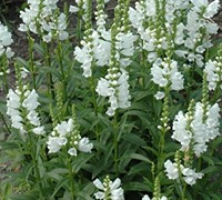 Miss Manners Obedient Plant Picture