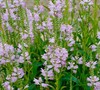 Pink Manners Obedient Plant