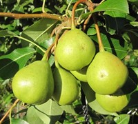 Orient Pear Picture