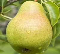 Pineapple Pear Tree Picture