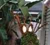 Picture about Why Are Some Of The Leaves Turning Yellow On Creeping Fig Growing In A Moss-Filled Topiary