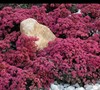 Dazzleberry Sedum