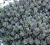 Dazzleberry Sedum