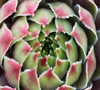 Kalinda Hens And Chicks Picture