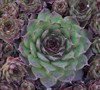 Silverine Hens And Chicks