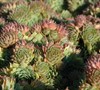 Sunset Hens And Chicks