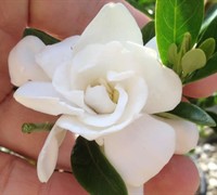 Jubilation Gardenia Picture