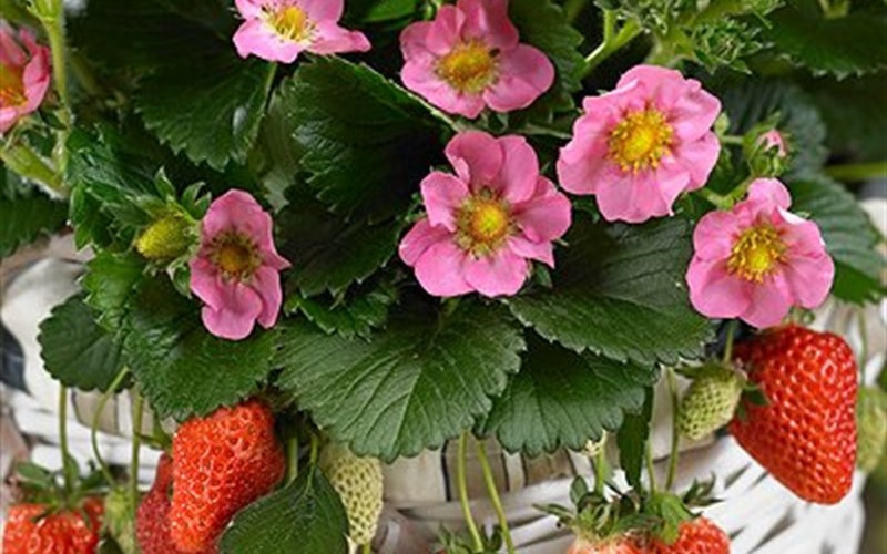 Gasana Strawberry