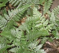 White Rabbit's Foot Fern Picture