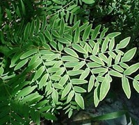 Royal Fern Picture