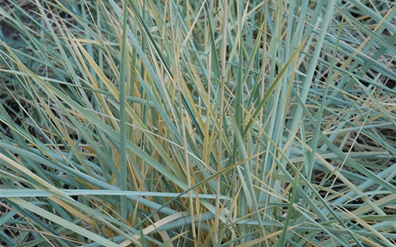 Blue Dune Lyme Grass