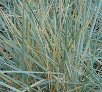 Blue Dune Lyme Grass Picture