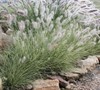 Pennstripe Fountain Grass