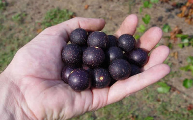 Southland Muscadine Picture