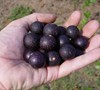Southland Muscadine Picture