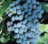 Mars Seedless Grape