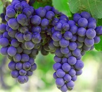 Sunbelt Grape Picture