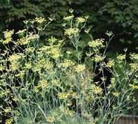Fennel Picture