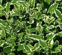 Variegated Pineapple Mint Picture