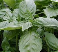Genovese Basil Picture