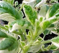 Variegated Greek Oregano Picture