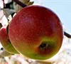 Old Fashioned Winesap Apple