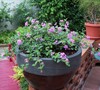 Trailing Lavender Lantana
