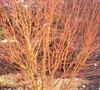 Bihou Japanese Maple