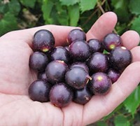 Noble Muscadine Picture
