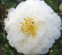 Mine No Yuki Camellia Sasanqua Picture