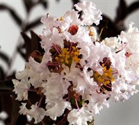 Delta Moonlight Crape Myrtle Picture