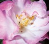 Orchid October Magic Camellia