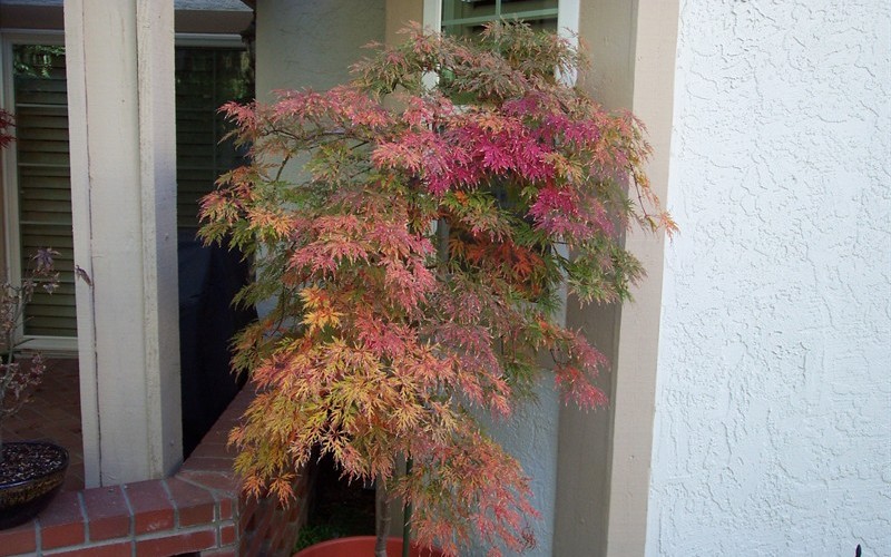 Orangeola Japanese Maple-Fall Color